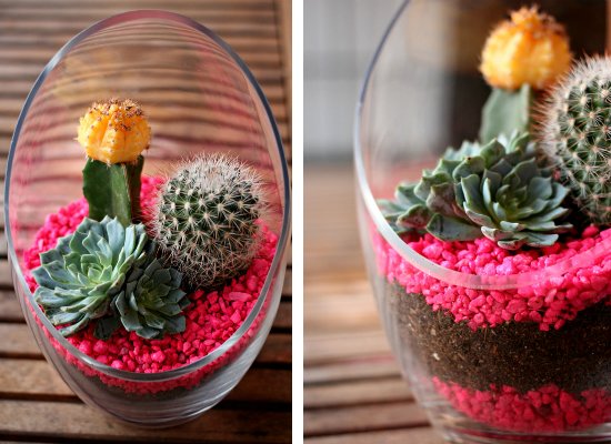 12 Tiny Gardens You Can Grow on a Tabletop